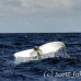 whale_humpback_h_01167_dom3417.jpg